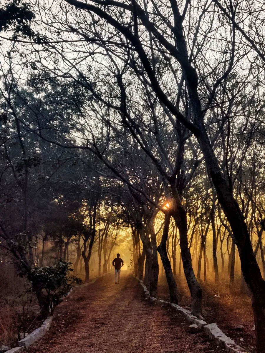 Person geht auf einem Waldweg dem Morgenlicht entgegen